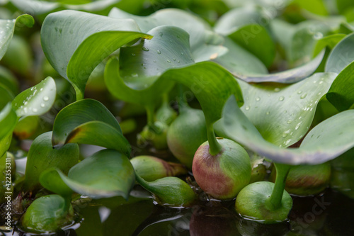 Many water hyacinth plants on the lake with drops of water on the leaves. photo