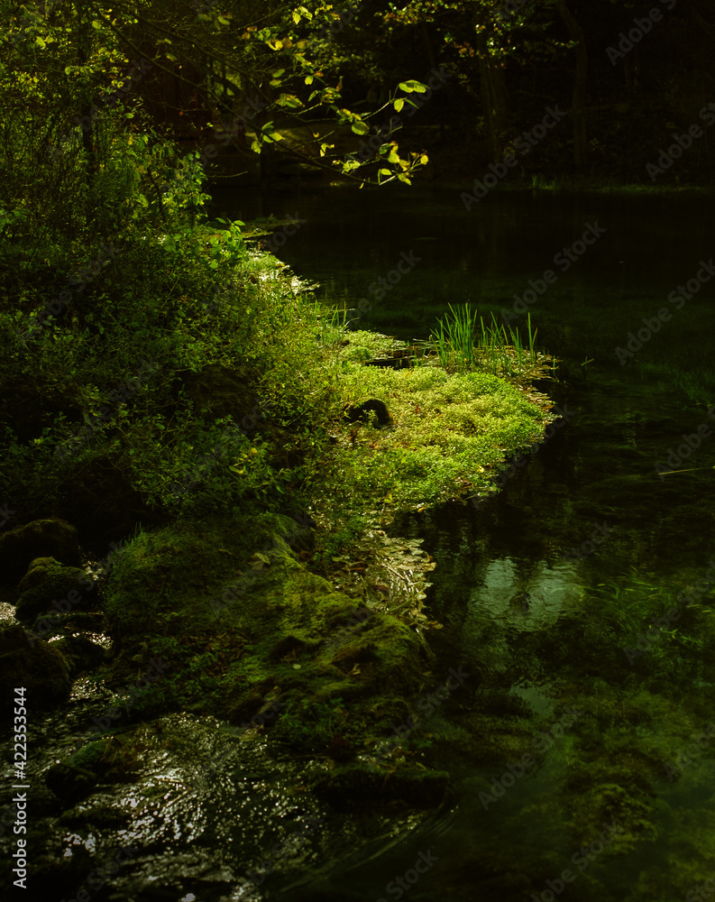 Highlighted Water Grass. Green water grass highlighted by the sun coming through a gap in the trees at the edge of Alley Spring near Eminence, Missouri in the Ozark mountains. 1991 Highlighted Water Grass. Green water grass highlighted by the sun coming through a gap in the trees at the edge of Alley Spring near Eminence, Missouri in the Ozark mountains. 1991