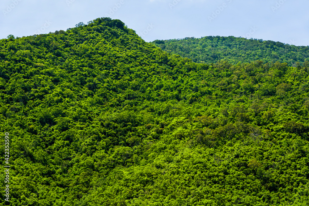Beautiful green forest in the mountains with the blue sky background