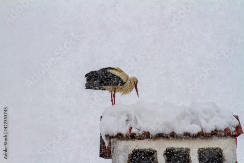 Quadro em tela Stork after the onset of winter