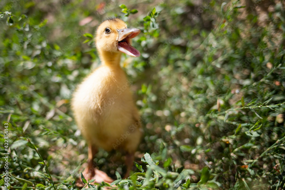 Portrait of a little funny duckling on a background of green grass. Portrait of a little funny duckling on a background of green grass.