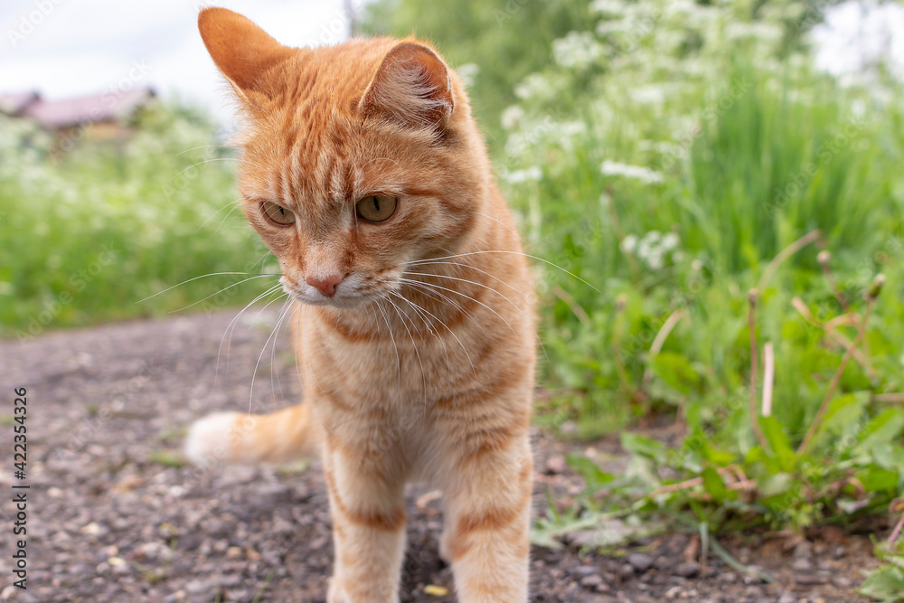 Ginger young cat on a dirt road leading to a rural house against a background of green grass 