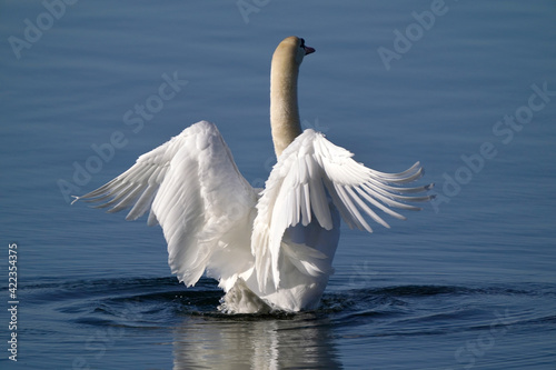 Mute swans in evening light in late winter on quiet water with reflections, preening, feeding and resting 