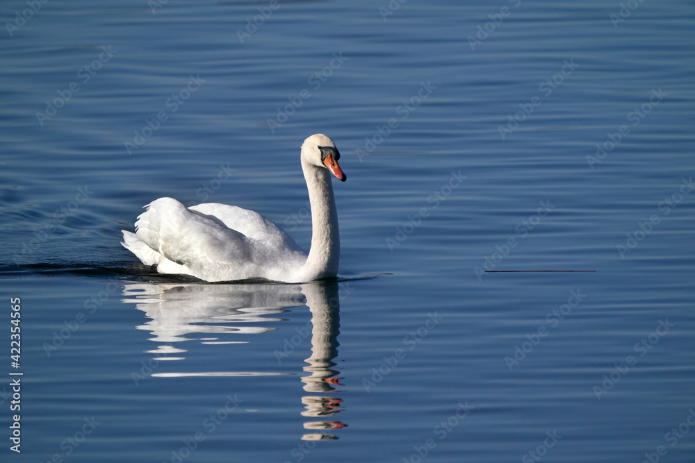Mute swans in evening light in late winter on quiet water with reflections, preening, feeding and resting
