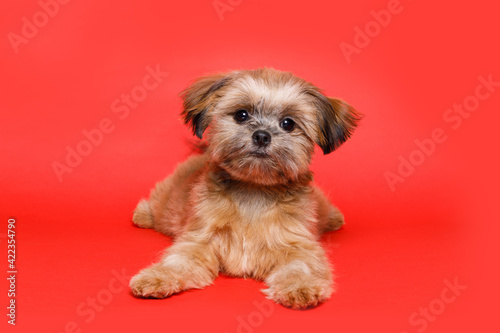 Portraite of cute puppy Shih tzu. Little smiling dog on bright trendy red background. Free space for text.