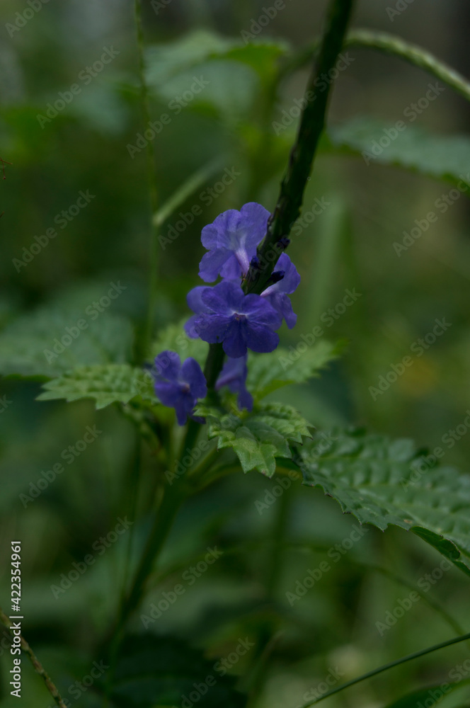 Wild plants on the edge of a hill or yard Wild plants on the edge of a hill or yard