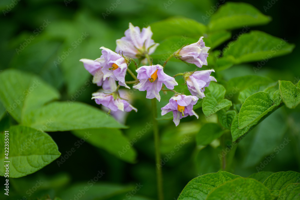 Beautiful pink flowers at sunny day - Solanum crispum. Selective focus. Beautiful pink flowers at sunny day - Solanum crispum. Selective focus.