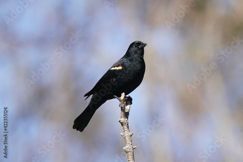 Red Winged blackbird perched on vertical perch on bright sunny but freezing cold late winter day in Provincial park