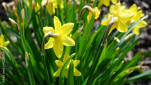 yellow flowers springs
