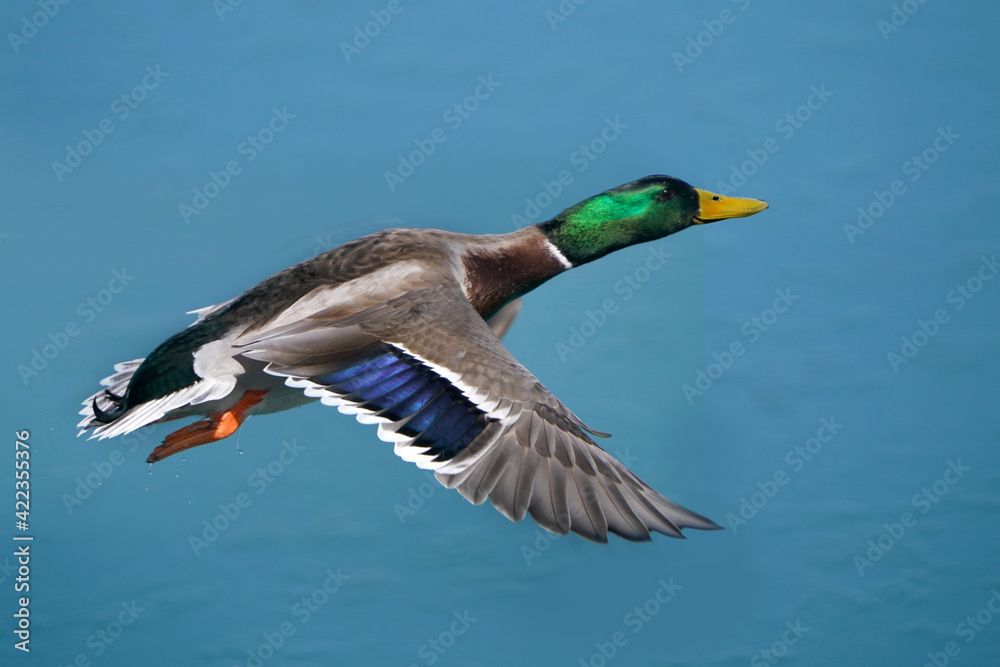Mallard drake in flight by plain blue flat water in early spring in freezing cold in breeding plumage
Mallard drake in flight by plain blue flat water in early spring in freezing cold in breeding plumage