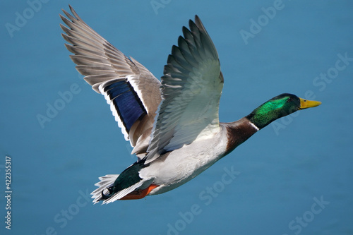 Mallard drake in flight by plain blue flat water in early spring in freezing cold in breeding plumage 