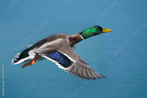 Mallard drake in flight by plain blue flat water in early spring in freezing cold in breeding plumage
