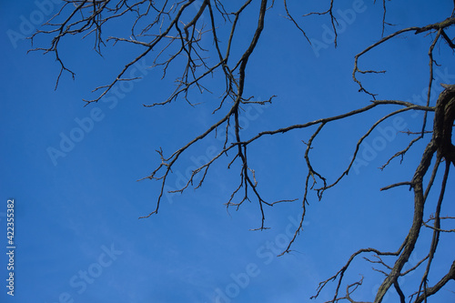 blue sky and tree