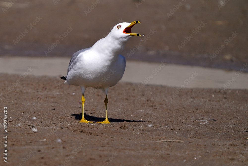 Ring Billed gulls flying over bay or land and yelling his call at females in late winter but sunny day
Ring Billed gulls flying over bay or land and yelling his call at females in late winter but sunny day