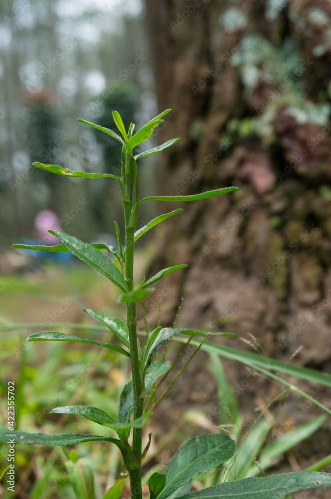 Fototapeta premium Wild plants on the edge of a hill or yard