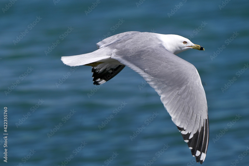 Ring Billed gulls flying over bay or land and yelling his call at females in late winter but sunny day
Ring Billed gulls flying over bay or land and yelling his call at females in late winter but sunny day