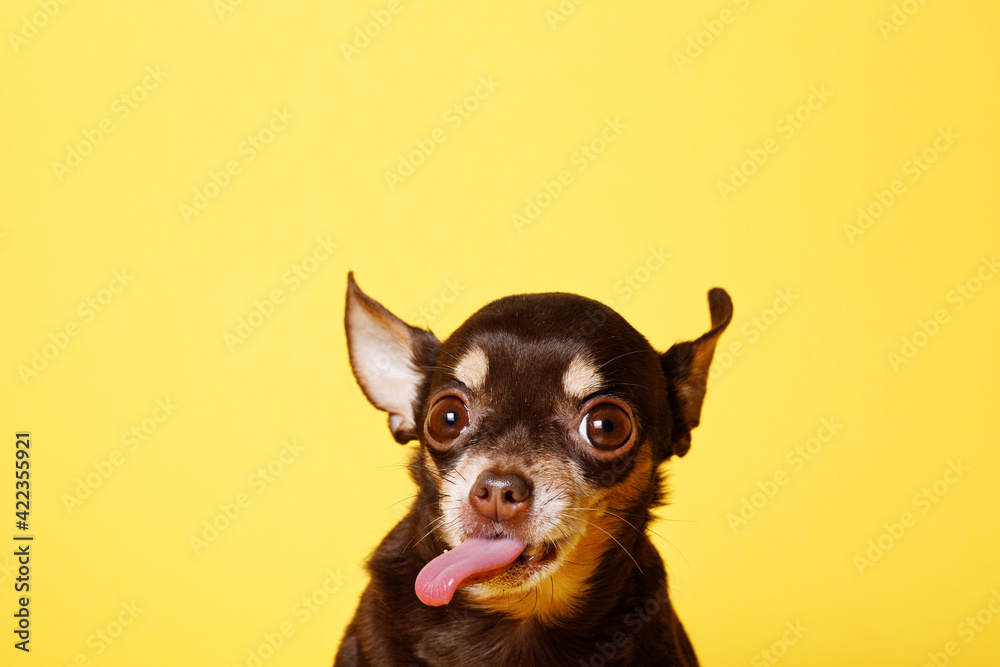 Portraite of cute puppy toy terrier. Little smiling dog on bright trendy yellow background. Free space for text.