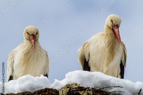 Obraz na plátně Stork after the onset of winter