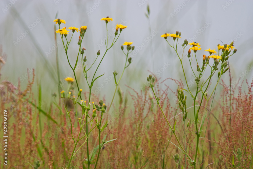 Grassy meadow on hazy morning with yellow flowers of Canadian hawkweed and Sorrel