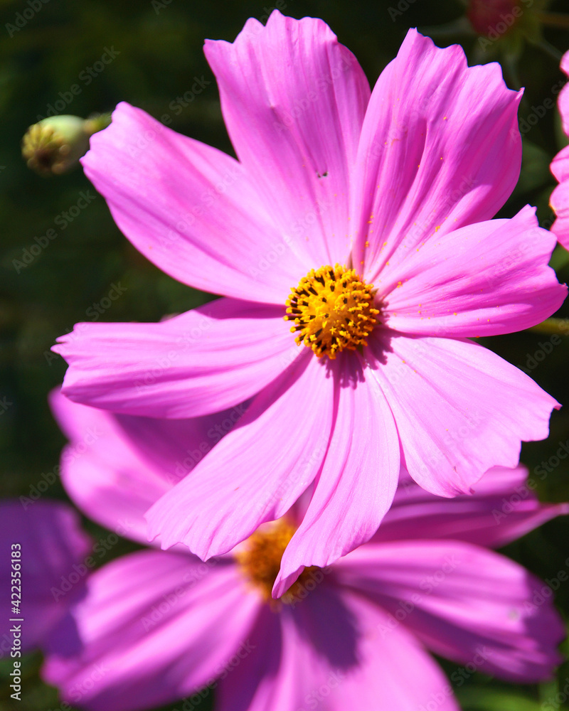 Schmuckkörbchen Cosmea rosa in Nahaufnahme Schmuckkörbchen Cosmea rosa in Nahaufnahme