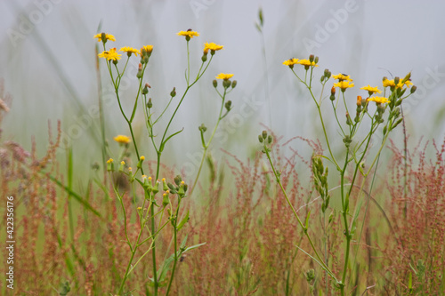 Fototapeta Naklejka Na Ścianę i Meble -  Grassy meadow on hazy morning with yellow flowers of Canadian hawkweed and Sorrel