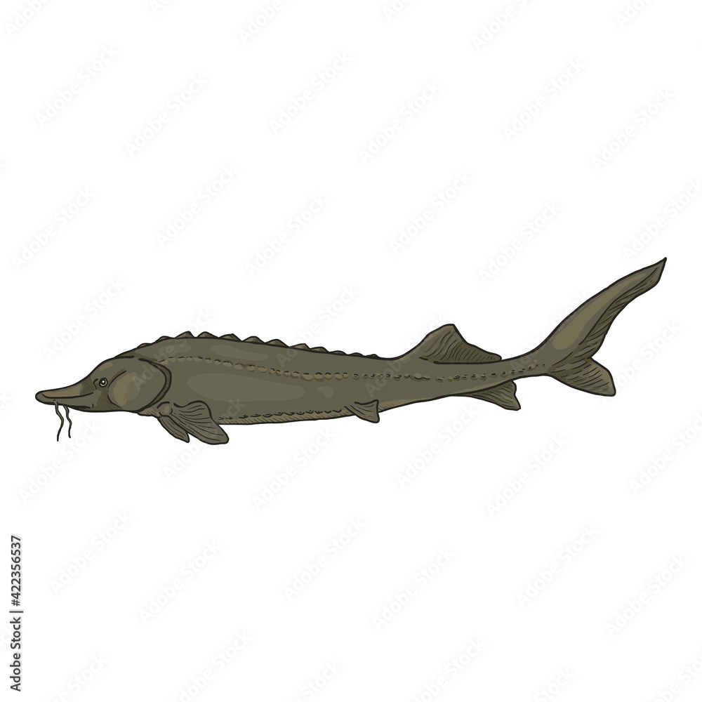Sturgeon Cartoon Fish Vector Illustration.