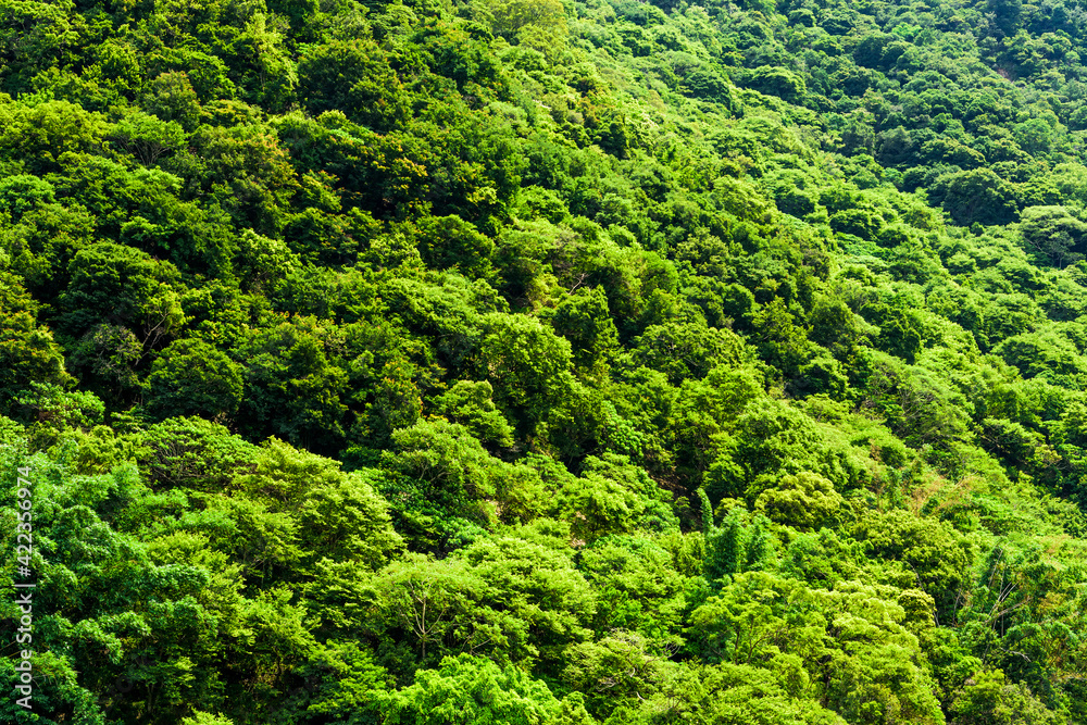 the beautiful green forest as a background the beautiful green forest as a background