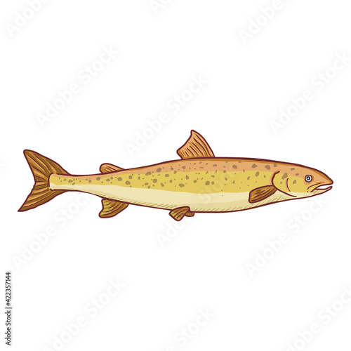 Cartoon Rainbow Trout Vector Fish Illustration.