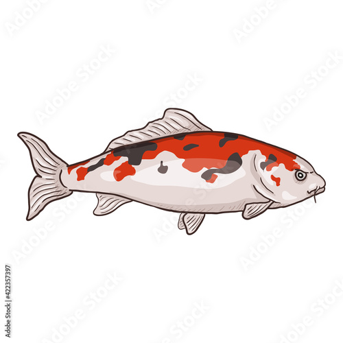Carp Fish Cartoon Vector Illustration.