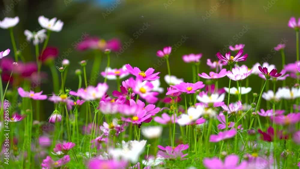 flowers in the field flowers in the field