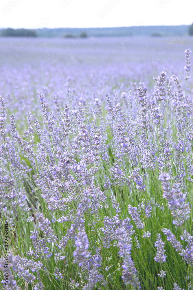 Naklejka premium Field of Lavender, Lavandula angustifolia, Lavandula officinalis 