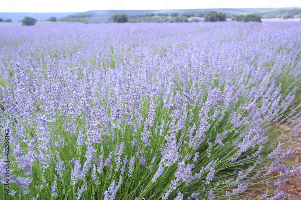Naklejka premium Field of Lavender, Lavandula angustifolia, Lavandula officinalis 