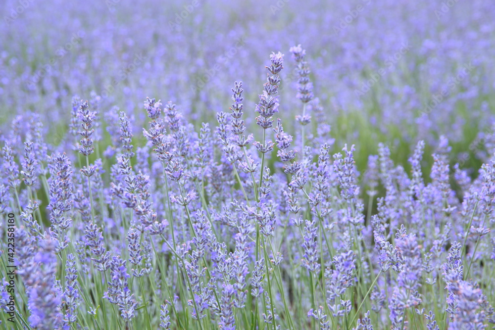 Naklejka premium Field of Lavender, Lavandula angustifolia, Lavandula officinalis