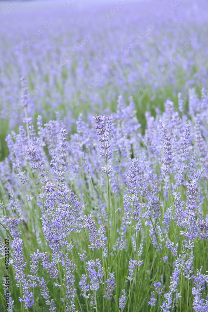 Fototapeta premium Field of Lavender, Lavandula angustifolia, Lavandula officinalis 