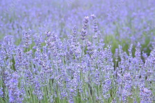 Field of Lavender, Lavandula angustifolia, Lavandula officinalis 