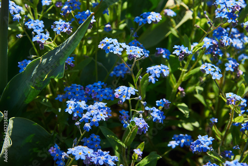 Beautiful, gentle blue forget-me-nots on a summer sunny day
