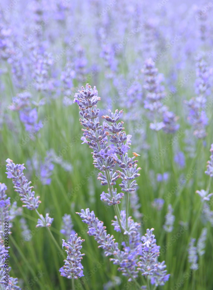 Obraz premium Field of Lavender, Lavandula angustifolia, Lavandula officinalis 