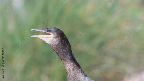 Close up of a black neotropic cormorant moving its throat with the beak open to regulate its temperature in nature photo