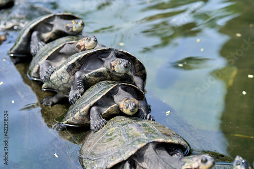 turtles resting in the artificial lake of the seminary park in guayaquil ecuador              photo