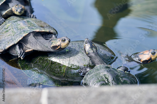turtles resting in the artificial lake of the seminary park in guayaquil ecuador 