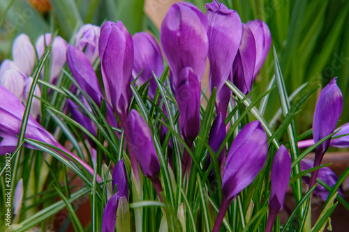 Tableau sur toile Close-up of gorgeous colorful spring flowers
