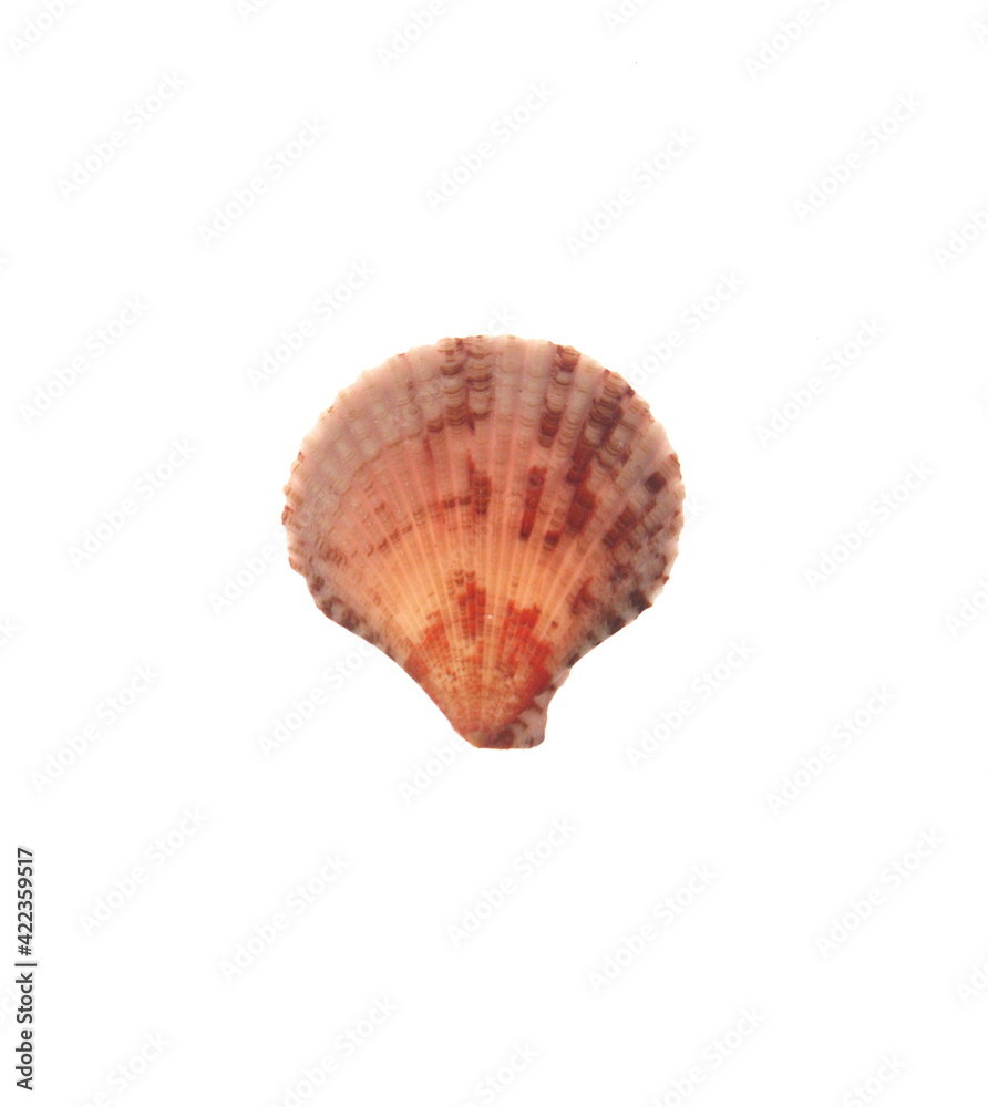 Pectinida Seashell, saltwater clams, marine bivalve molluscs, Scallop