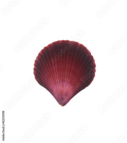Pectinida Seashell, saltwater clams, marine bivalve molluscs, Scallop, bivalve mollusk, on white background