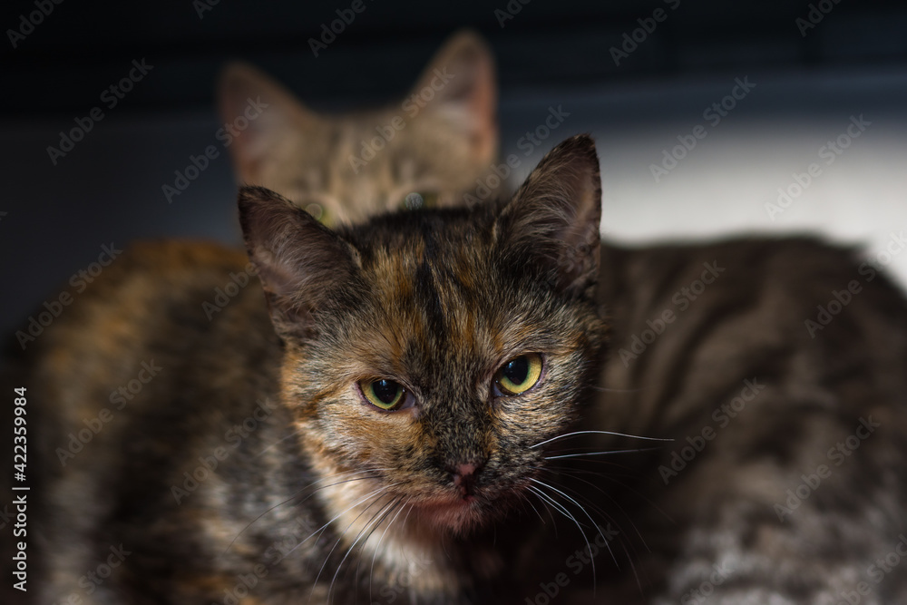 beautiful kitten portrait in natural light