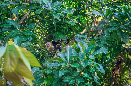White-headed Capuchin, capucinus, black monkey sitting on the tree in the jungle forest. Wildlife of Costa Rica, Central America.