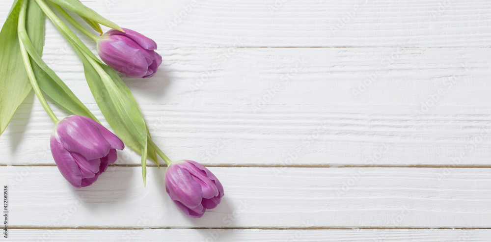 violet  tulips on white wooden background
