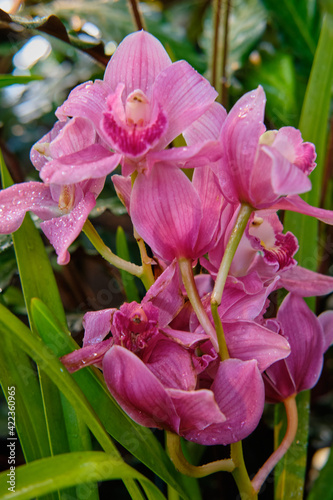 Photography Close-up of gorgeous colorful spring flowers