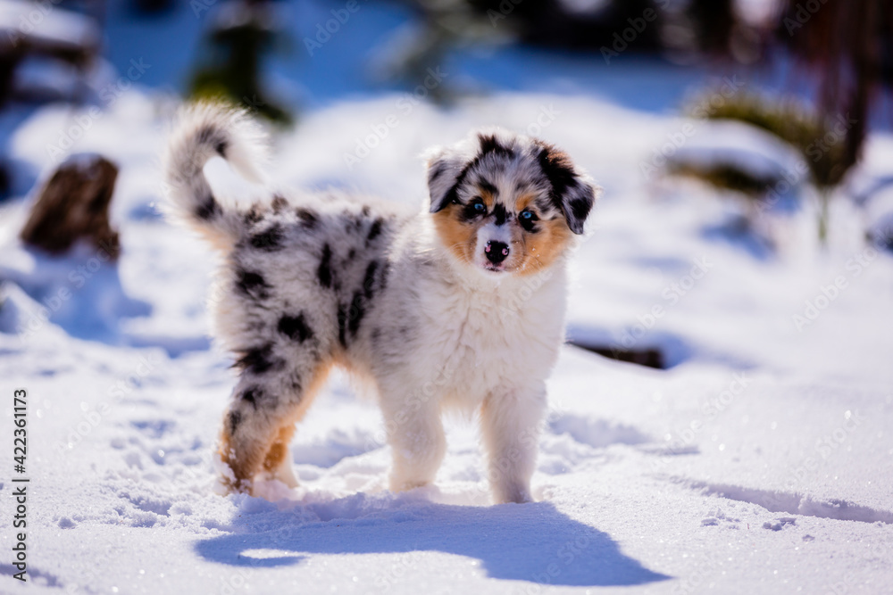 Australian Shepherd puppy with blue eyes playing in the snow. Australian Shepherd puppy with blue eyes playing in the snow.