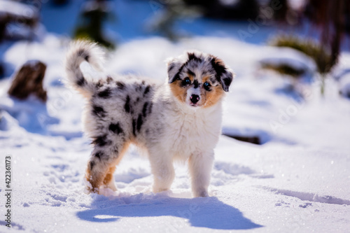 Australian Shepherd puppy with blue eyes playing in the snow.