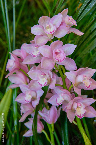 Photography Close-up of gorgeous colorful spring flowers